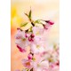 CHERRY BLOSSOM Fragrance standard 10 ml