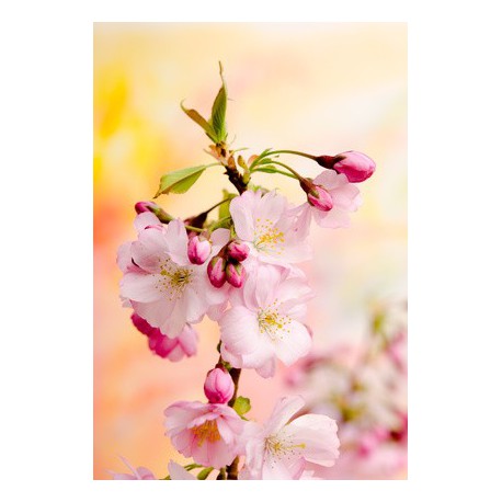 CHERRY BLOSSOM Fragrance standard 10 ml