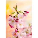 CHERRY BLOSSOM Fragrance standard 10 ml