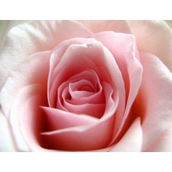 Rose-Thé (fragrance sans allergènes)