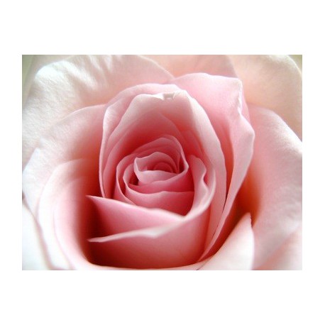 Rose thé (fragrance sans allergènes)