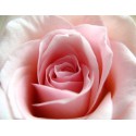 Rose-Thé (fragrance sans allergènes) 10 ml  DLUO : 06/2020